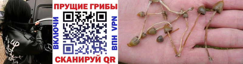 Псилоцибиновые грибы Magic Shrooms  наркошоп  Медынь 